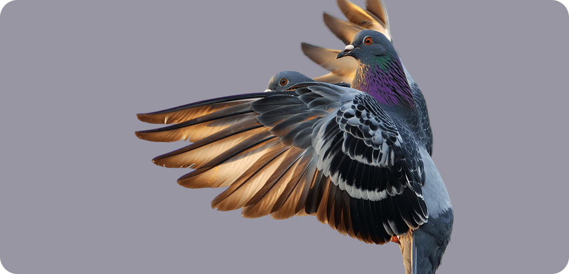 ArchBird