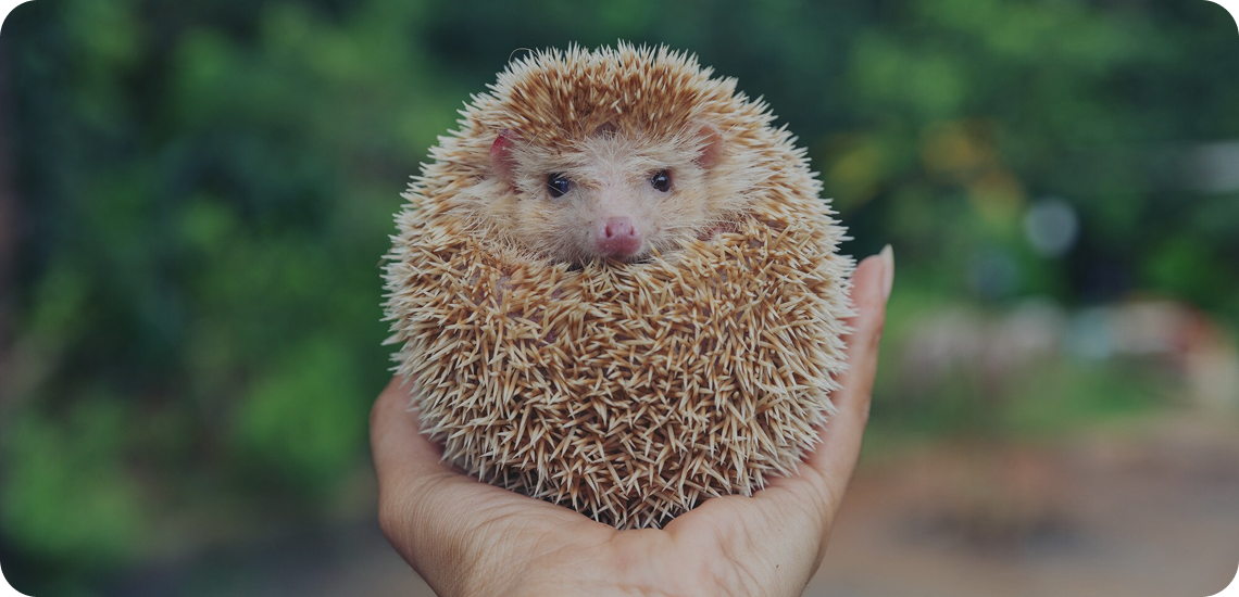 Urbananimal